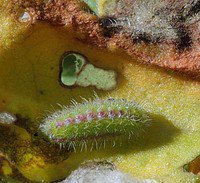 Ličinka Pelargonijevega bakrenčka